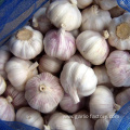 Fresh pure white garlic 5.0 cm